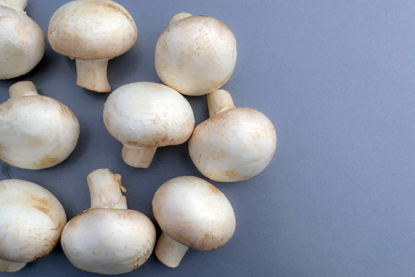 Beaucoup Champignons Sur Fond Gris Fond Champignon — Photo