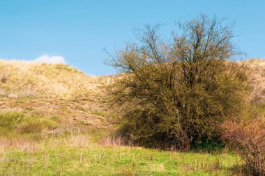 Yeşil tepeler ve mavi gökyüzü. Doğal doğa.