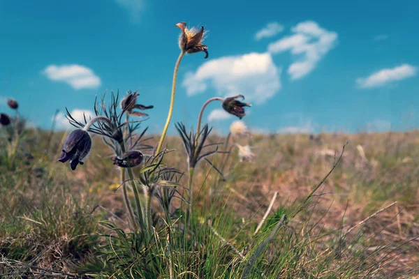 Blue wildflowers. Spring, clean air nature Blue sky