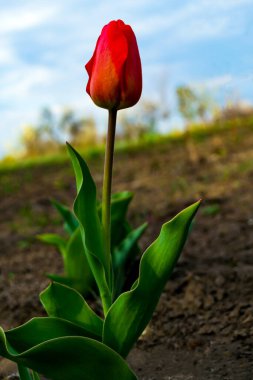 Lale yerde, gökyüzüne karşı yakın plan
