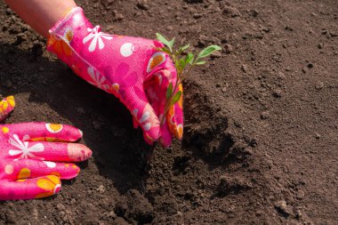 Domates tohumu ekmek, pembe eldivenli eller filizlenmek