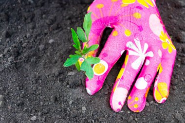 Domates tohumu ekmek, pembe eldivenli eller filizlenmek