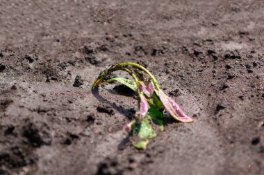 Bardaktan boşanırcasına yağmur yağdı. Filizler yerde yatıyor.