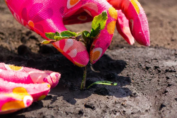 种植番茄幼苗 手插粉红手套种植芽 — 图库照片