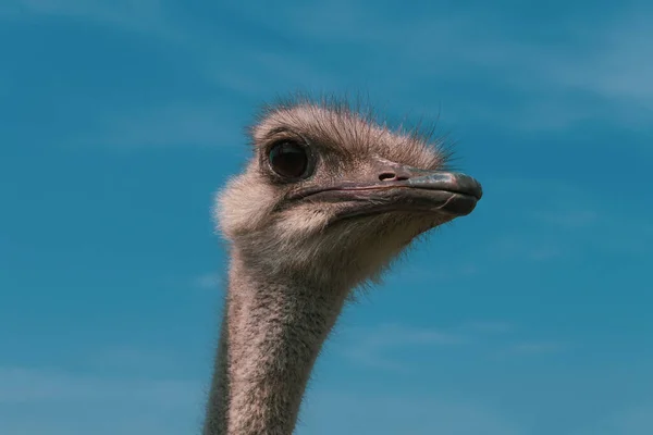 Struisvogel Tegen Blauwe Lucht Nieuwsgierige Struisvogel — Stockfoto