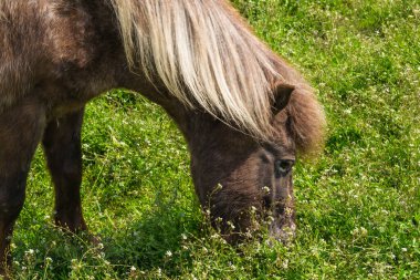 Yeşil bir çayırda bir at otluyor. Ot yiyor.