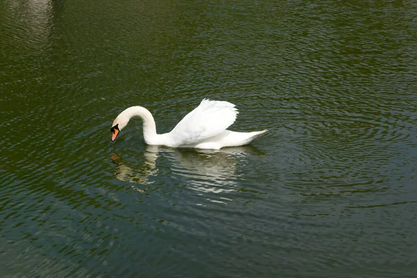 Белый Лебедь Плавает Озере Крупным Планом — стоковое фото