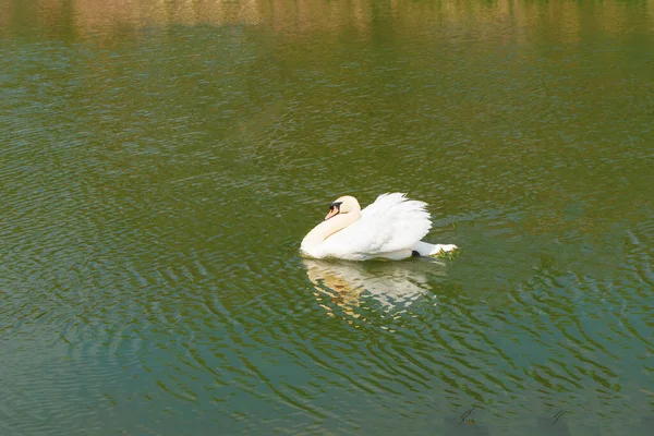 White Swan Swims Lake Close — Stock Photo, Image