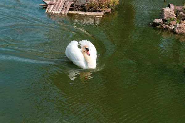 Белый Лебедь Плавает Озере Крупным Планом — стоковое фото