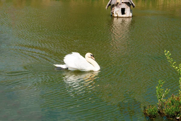 White swan swims in the lake close-up