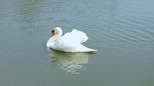 Cygne Blanc Nage Dans Étang — Video