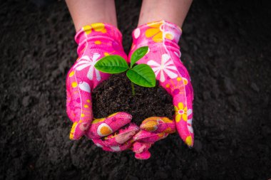 Pembe eldivenli kadın eller, siyah toprağın arka planında humus toprağında filizlenen tomurcukları tutarlar.