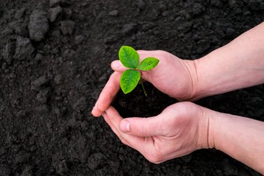 Erkek elleri bir çiçek filizini tutar. Siyah toprağın arka planında, humus toprağındaki genç bitkiler.
