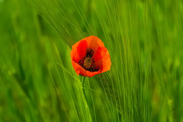 Amapola Roja Sobre Fondo Verde Cerca —  Fotos de Stock