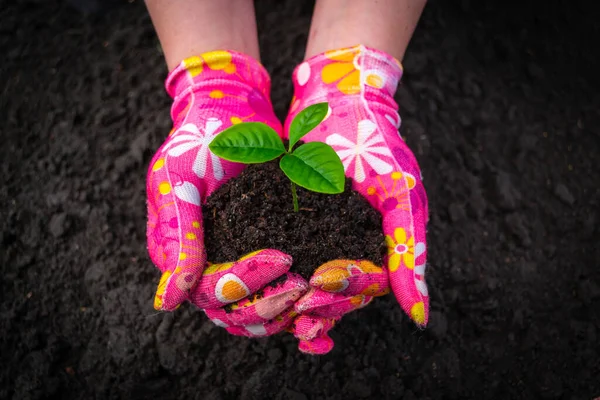 粉红手套的雌性手托着石榴芽年轻的植物石榴在腐殖质的土壤中 背景是黑土 — 图库照片