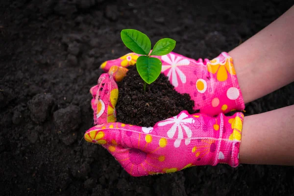 粉红手套的雌性手托着石榴芽年轻的植物石榴在腐殖质的土壤中 背景是黑土 — 图库照片