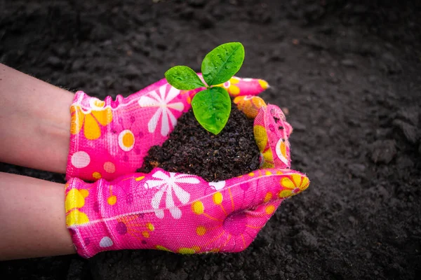ピンクの手袋の女性の手はザボンを保持します若い植物ザボン黒い土壌の背景に腐植土の土壌で — ストック写真