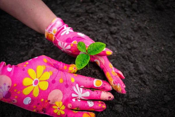 Female hands in pink gloves hold pomelo sprout Young plant pomelo in the soil of humus on the background of black soil