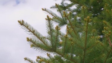 green fir tree branches with needles buds and sky with empty space for text