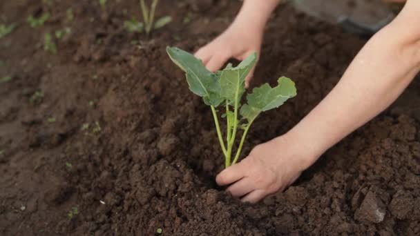 Planting Small Plant Soil — Stock Video