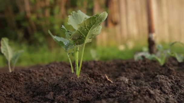 Pouring Plant Watering Can — Stock Video