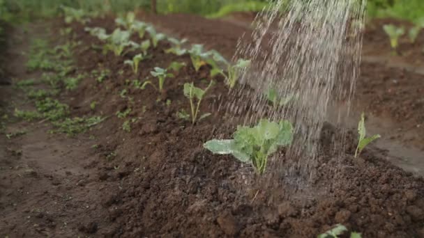 Наливання Молодої Рослини Резервуара Поливу — стокове відео