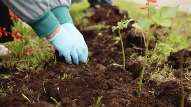 Woman Plant Flowers City Park Garden Greenery City Gardener Work — Stok video
