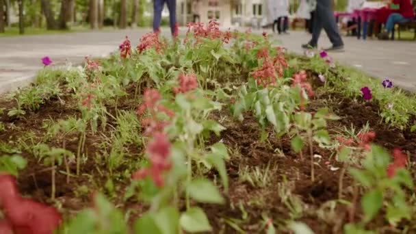 Ανθισμένα Λουλούδια Που Αναπτύσσονται Παρτέρι Στο Πάρκο Της Πόλης Κόκκινα — Αρχείο Βίντεο