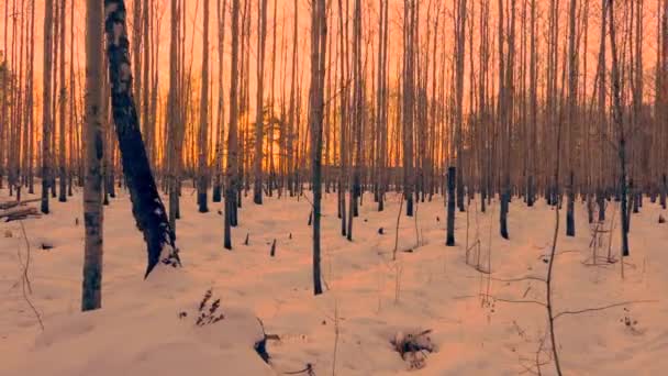冬季傍晚在桦树林美丽的金色日落 — 图库视频影像