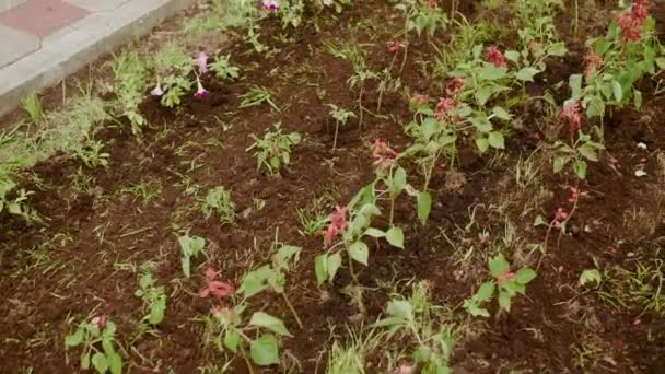 Red Flower Blooming Spring Flowerbed City Park Garden Flowers Green — Stockvideo