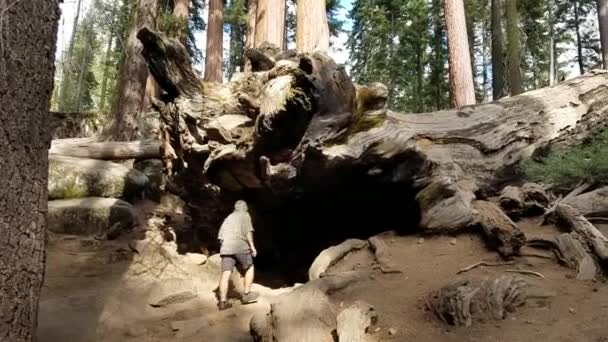 Turista Belépő Bukott Óriás Sequoia Királyok Kanyon Nemzeti Park Kalifornia — Stock videók