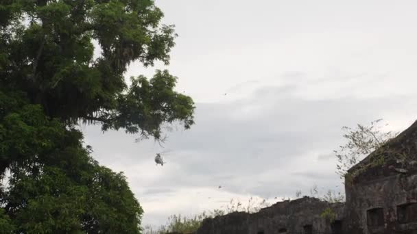 Helicóptero Despegando Guayana Francesa Gran Árbol Mango Primer Plano — Vídeo de stock