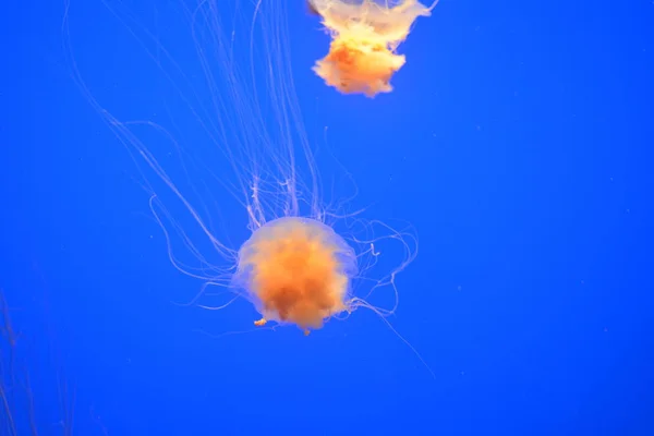 Denizde yüzme jellyfishes