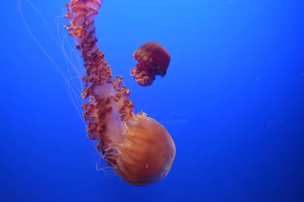 Denizde yüzme jellyfishes