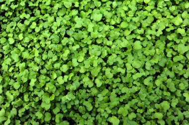 taze bahar yeşil çim alan 