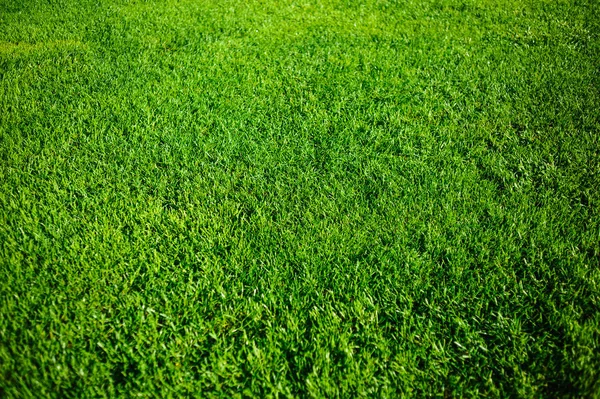 新鮮な春の緑の草のフィールド — ストック写真