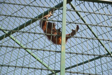 kafeste maymunlar Hayvanat Bahçesi orangutan.