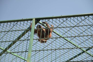 kafeste maymunlar Hayvanat Bahçesi orangutan.