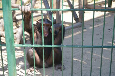 Maymunlar hayvanat bahçesinde bir kafes oynamak. Eğlence içinde belgili tanımlık kafes.