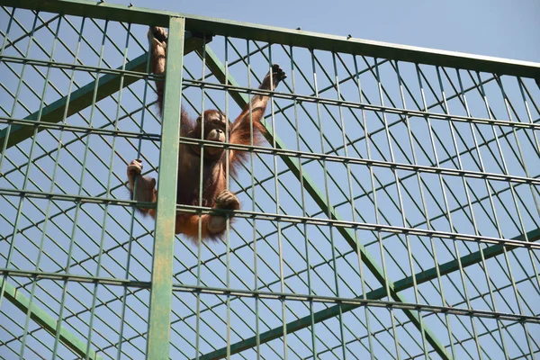 在猴子动物园的笼子里的猩猩 — 图库照片