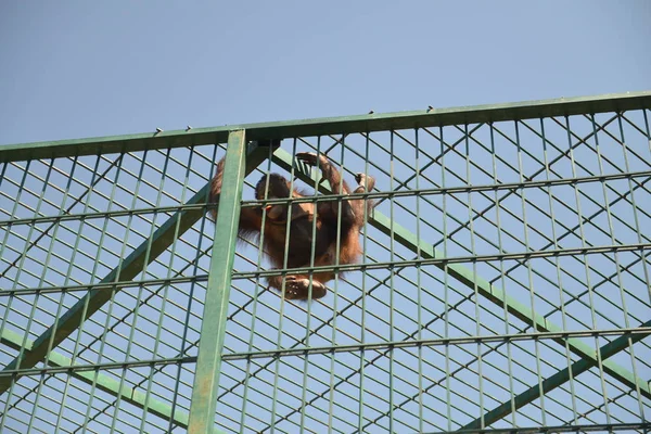 kafeste maymunlar Hayvanat Bahçesi orangutan.
