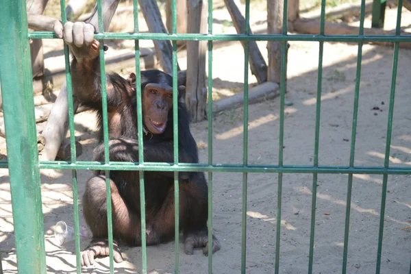 Monos Jugando Una Jaula Zoológico Entretenimiento Jaula — Foto de Stock