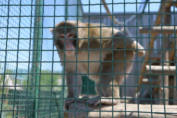 Monyet Bermain Kandang Kebun Binatang Hiburan Kandang — Stok Foto