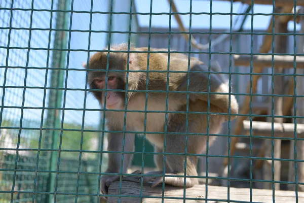 Monos Jugando Una Jaula Zoológico Entretenimiento Jaula —  Fotos de Stock