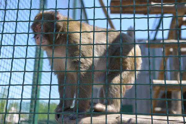 Monos Jugando Una Jaula Zoológico Entretenimiento Jaula —  Fotos de Stock