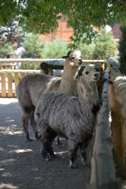 Lama çok. portre kadar kapatın. sevimli deve Lama