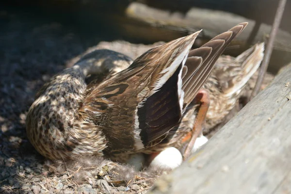 Mãe Pato Sentado Seus Ovos — Fotografia de Stock