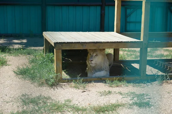 Liger Egy Hibrid Között Oroszlán Tigris Állatkertben — Stock Fotó