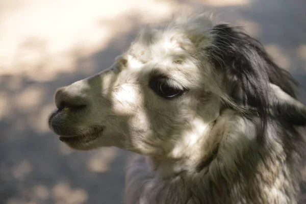 Láma Guanaco Közelről Portré Aranyos Teve Láma — Stock Fotó