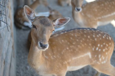 ağıl içinde genç Ren geyiği